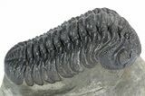 Excellent Phacopid (Morocops) Trilobite - Morocco #216580-2